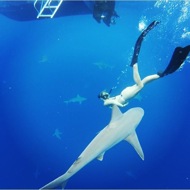 Shark dive